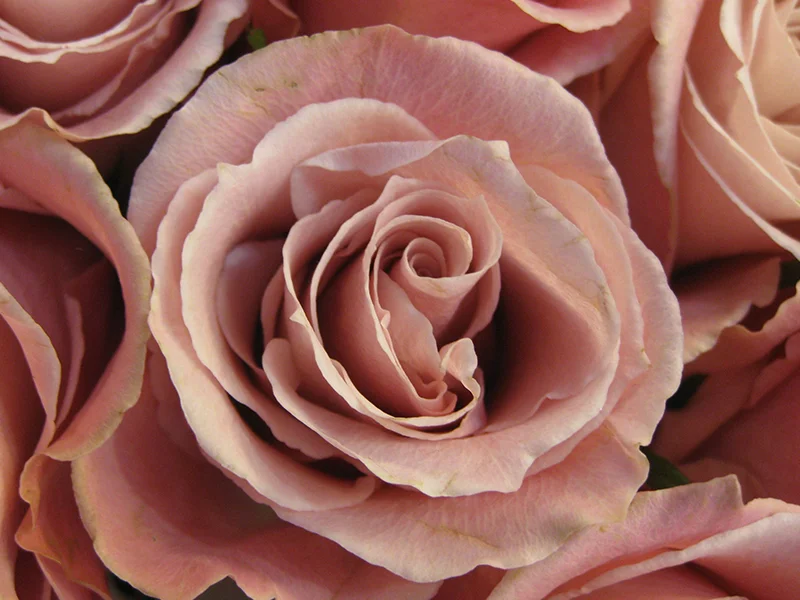 A detailed close-up of dusty pink roses, showcasing the elegant and romantic art direction by Kern Culture for the Titan Skinn fine fragrances campaign. This photography captures the soft, velvety texture of the petals, reflecting the sophisticated floral notes in the perfume collection and embodying the campaign's core theme, 'the art of the gift'.